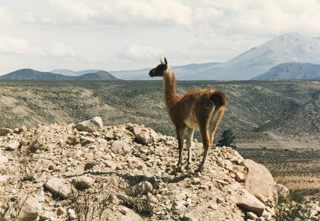 Lauca National Park